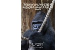 Animals: Gorilla - Gal 2 v 20